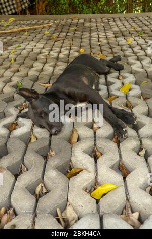 Young black dog lying on concrete grass prefabricated elements. Black puppy with outstretched legs lying on its side and sleeping peacefully. Cute pet Stock Photo