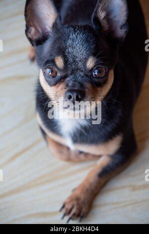 Chihuahua black, brown and white. a series of photos with a chihuahua. Beautiful chihuahua dog. Animal portrait. Stock Photo