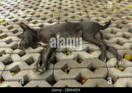 Young black dog lying on concrete grass prefabricated elements. Black puppy with outstretched legs lying on its side and sleeping peacefully. Cute pet Stock Photo