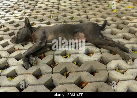 Young black dog lying on concrete grass prefabricated elements. Black puppy with outstretched legs lying on its side and sleeping peacefully. Cute pet Stock Photo