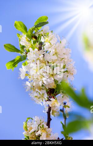 Cherry blossoms. Branch with flowers on a background of blue sky. Stock Photo