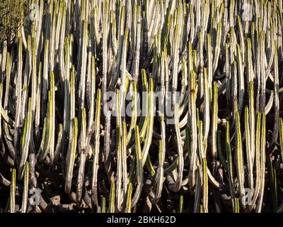Cactus texture. Full frame background nature texture of cactus plants growing in an arid environment. Stock Photo