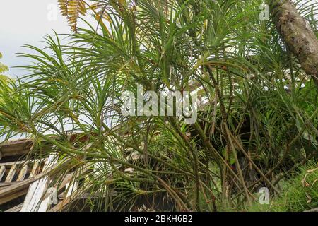 'Hala' Pandanus tectorius / Pandanus odoratissimus ; The key selling point of this plant is foliage. long and smooth leaf, cluster into clump. good gr Stock Photo