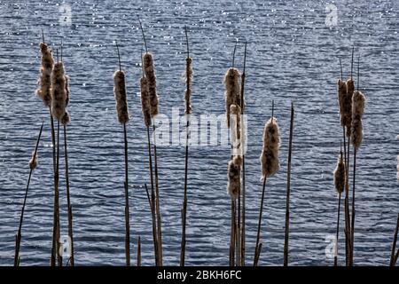 Cattails bulrush Typha latifolia beside river. Closeup of blooming ...