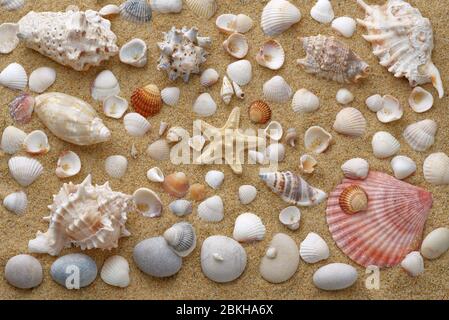 A large number of shells and stones are laid out on yellow sand. View from above. A high resolution. It can be used as a wallpaper or background. Stock Photo