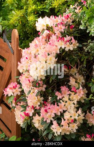 Rhododendron 'Percy Wiseman' plant with peachy pink colour flowers or blooms in late April, UK Stock Photo