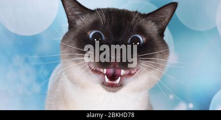 funny cat smile at the camera siamese seal point on blue bubble Stock Photo