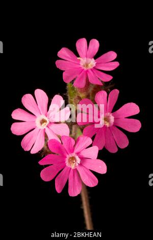 Red campion, Silene dioica, photographed on a white background found ...