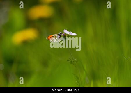 Male Orange-tip butterfly (Anthocharis cardamines) perched meadow flowers, UK Stock Photo