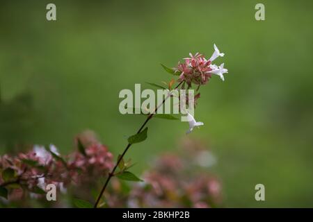Abelia grandiflora in Batumi botanical garden also known as glossy abelia Stock Photo