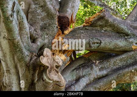 Base of large tree branch broken after storm - Hollywood, Florida, USA Stock Photo