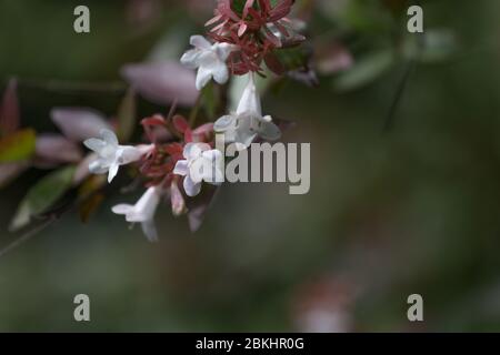 Abelia grandiflora in Batumi botanical garden also known as glossy abelia Stock Photo