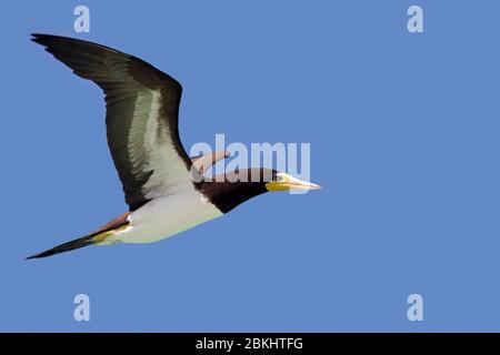 Brown booby (Sula leucogaster) in flight against blue sky Stock Photo