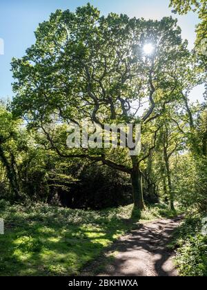 A silhouette of an old ancient majestic tall mature oak tree with sun shining through the leaf canopy and lead in footpath path with dappled sunlight Stock Photo