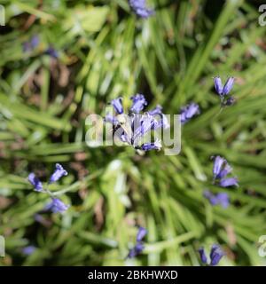 A close up detail of bluebell plant bluebells from above looking down with spiral shape sensation Stock Photo
