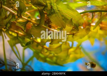 Close-up view of pondweed leaves under water. Potamogeton Stock Photo