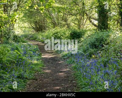 a woodland lead in footpath lined edged with bluebells and dappled dappling sunlight Stock Photo