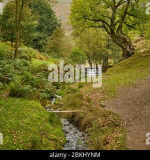 Stream leading through autumnal valley to weir next to gnarled old tree near carding mill valley reservoir in Shropshire Stock Photo