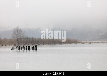 France, Savoie, before Savoyard country, Lake Aiguebelette in the mist Stock Photo