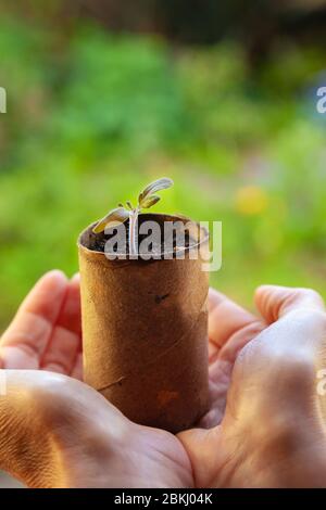 Growing plants in toilet roll inners Stock Photo