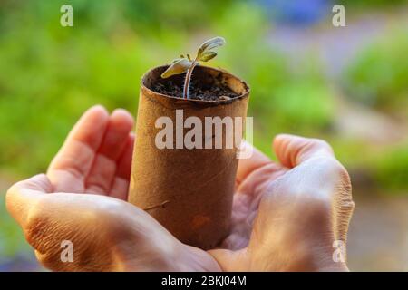 Growing plants in toilet roll inners Stock Photo