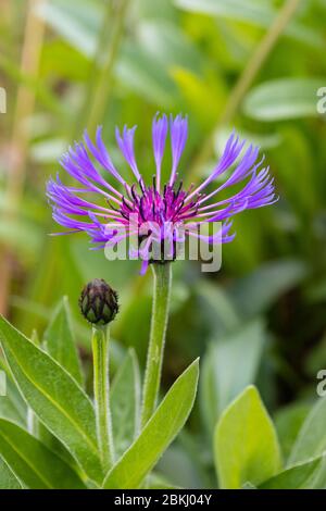 Centaurea montana ,perennial cornflower in bloom in Scotland May 2020 Stock Photo