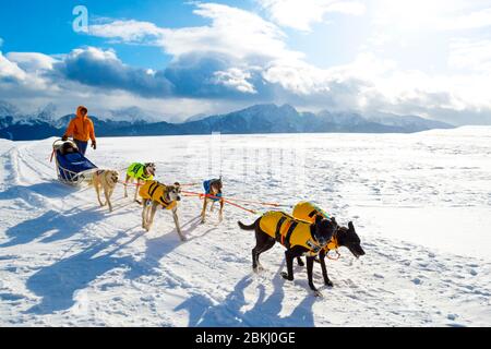 Sled dogs are pulling toboggan at winter in Polish mountain. Stock Photo