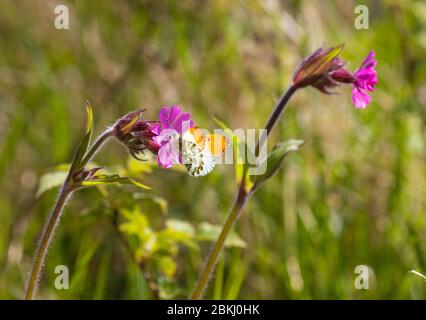 Orange-tip Butterfly Anthocharis cardamine on a Red campion Stock Photo