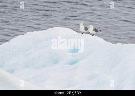 Ice floes in the Erik Eriksenstretet, strait separating Kong Karls Land from Nordaustlandet, Svalbard Islands, Norway Stock Photo