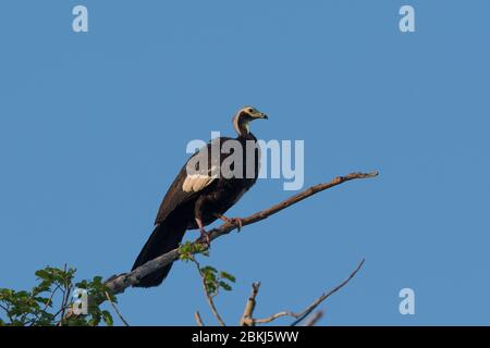 Blue-throated piping-guan (Pipile cunamensis), Pantanal, Mato Grosso, Brazil Stock Photo