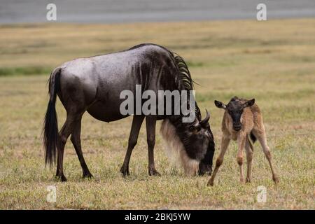 The first steps of a blue wildebeest newborn (Connochaetes taurinus) Ngorongoro crater, Ngorongoro Conservation Area, Serengeti Stock Photo