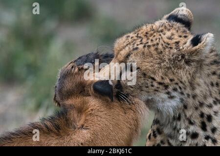 Cheetah (Acinonyx jubatus) hunting a blue wildebeest calf (Connochaetes taurinus), Ndutu, Ngorongoro Conservation Area, Serengeti, Tanzania Stock Photo