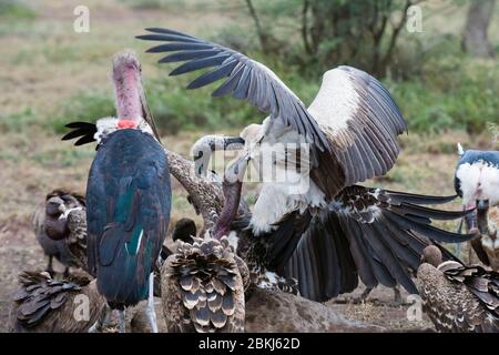 White-backed vultures (Gyps africanus) and marabou stork (Leptoptilos crumeniferus), on a carcass, Ndutu, Ngorongoro Conservation Area, Serengeti, Tanzania Stock Photo