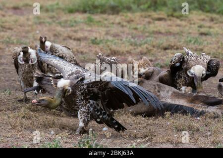 White-backed vultures (Gyps africanus) on a carcass, Ndutu, Ngorongoro Conservation Area, Serengeti, Tanzania Stock Photo