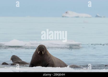 Atlantic walrus (Odobenus rosmarus), Vibebukta, Austfonna, Nordaustlandet, Svalbard Islands, Norway