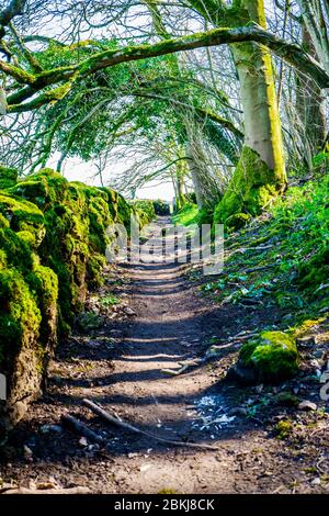 ancient country path with moss covered dry stone walls Cumbria UK Stock Photo