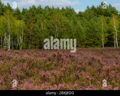 Beautiful heather meadow and forest in the background. Stock Photo