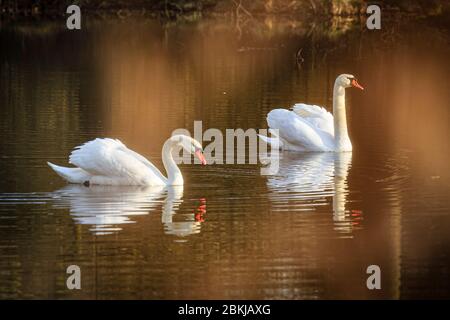 Two swans swimming in a body of water, mirror, golden Sunrise at Plothen Sky Lakes, Thuringia, Germany  Stock Photo