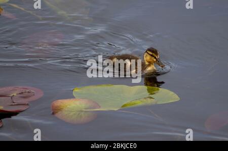 Mallard duck duckling swimming through lilly pads Stock Photo