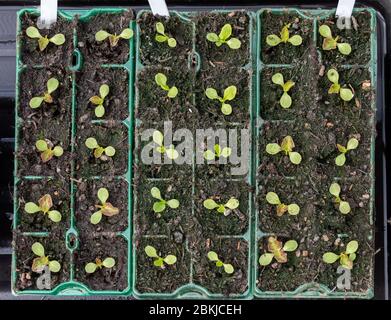 Lettuce seedlings pricked out into modules Stock Photo