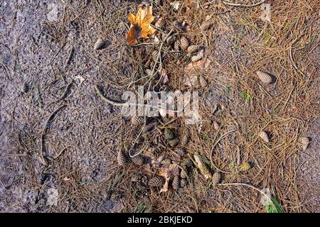 Pine cones, twigs and needles on forest ground Stock Photo