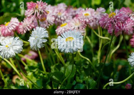 Beautiful Daisies in The Grass Close Up Stock Photo