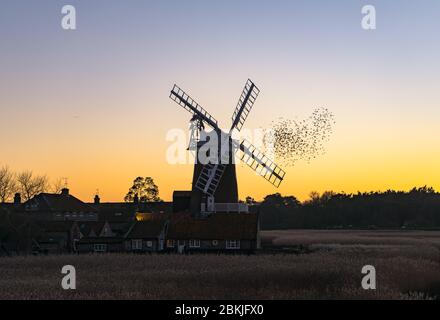 Starlings of Cley next the Sea. Stock Photo
