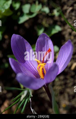 France, Jura, Chissey sur Loue, Crocus (Crocus sativus), saffron producer Claude Ancedy, flowers before harvest in october Stock Photo