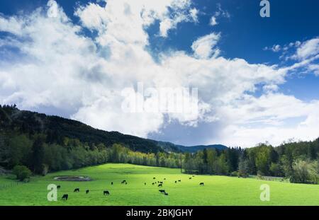 Black cows graze peacefully in a bright green field, under a dramatic sky Stock Photo