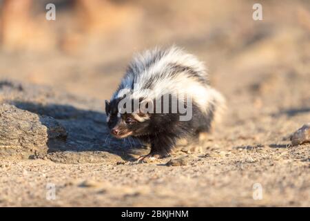 Namibia, Private reserve, Striped polecat or African Polecat (Ictonyx striatus) , captive Stock Photo