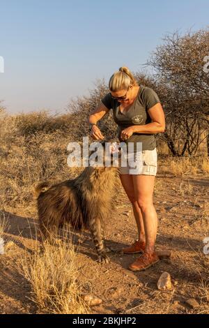Namibia, Private reserve, Keeper with brown hyena, (Parahyaena brunnea, before Hyaena brunnea), captive Stock Photo