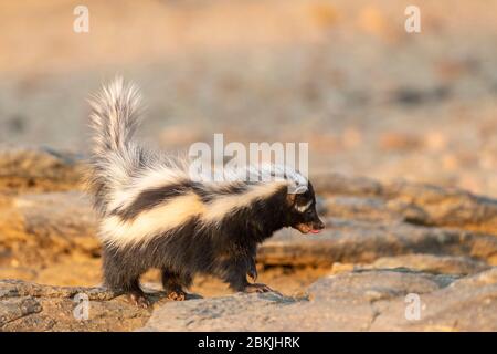 Namibia, Private reserve, Striped polecat or African Polecat (Ictonyx striatus) , captive