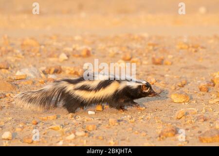 Namibia, Private reserve, Striped polecat or African Polecat (Ictonyx striatus) , captive Stock Photo