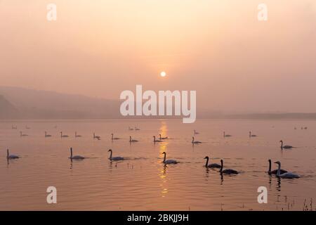 China, Henan ptovince, Sanmenxia, Whooper swan (Cygnus cygnus), at sunrise Stock Photo